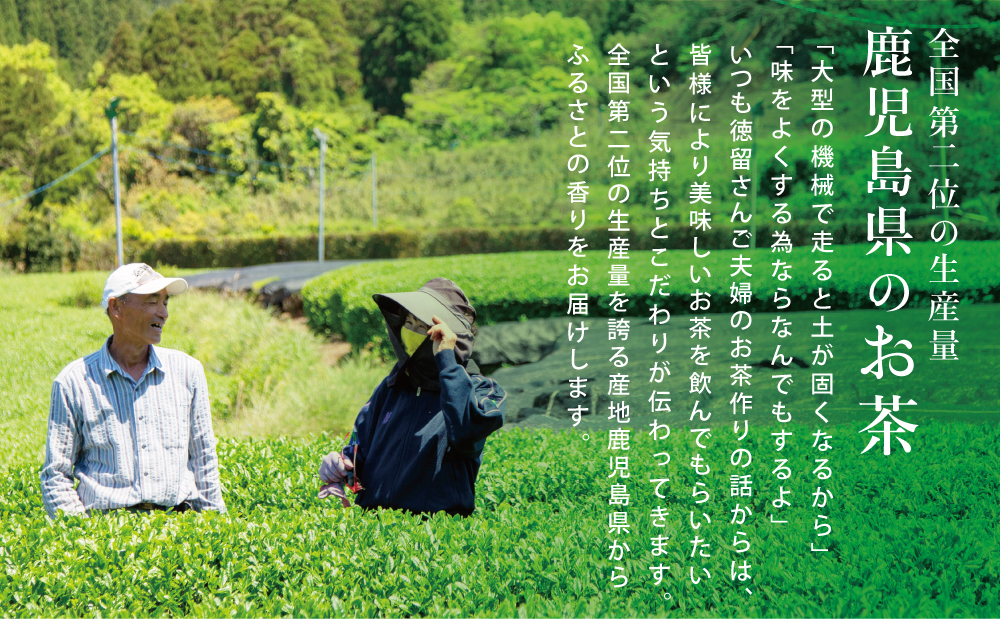 □【ご家庭用】鹿児島県産緑茶 大浦茶 3本セット 計400g