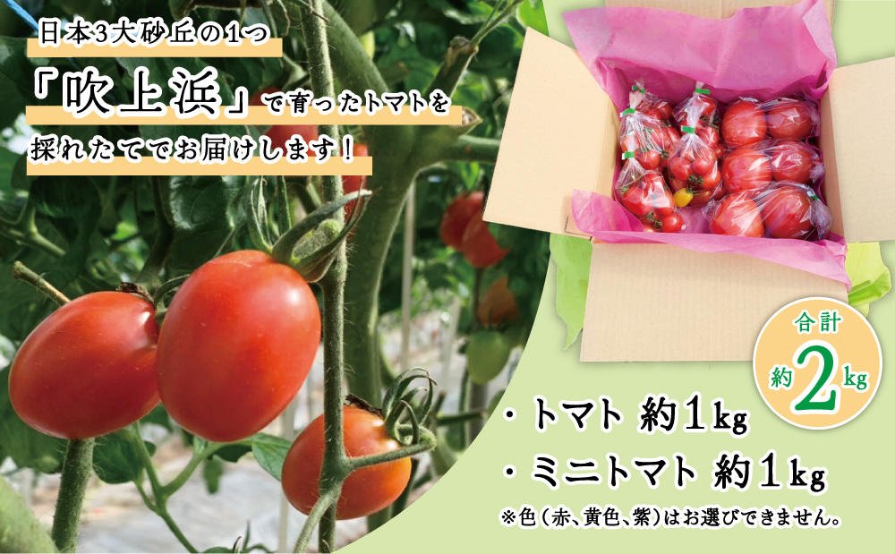 □【鹿児島県南さつま市産】砂丘地で栽培 採れたてトマト詰合せ 約2kg