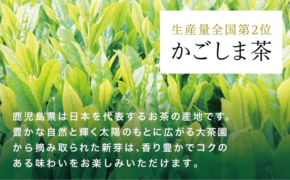 □【先行受付：新茶】きんぽう 八十八夜茶 500g（100g×5本）＜2024年新茶：5月中旬出荷開始＞