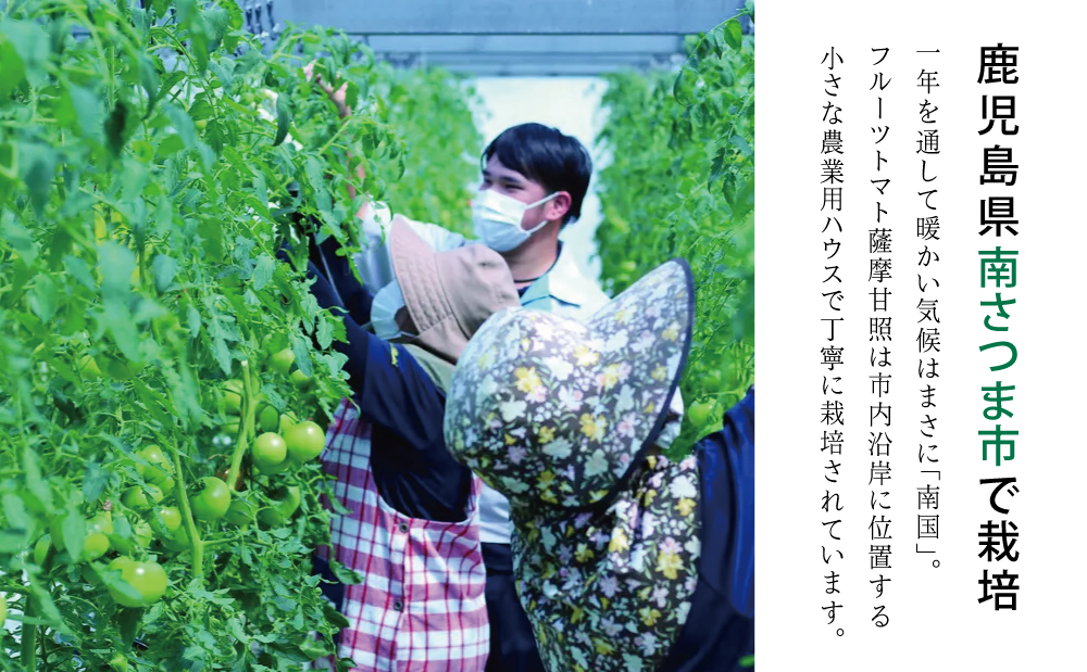 □【訳あり】鹿児島県産 南国フルーツトマト 薩摩甘照 約3kg