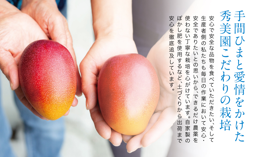 □【先行受付：2024年7月上旬頃出荷開始】鹿児島県産 完熟アップルマンゴー 約1kg（2～3玉）