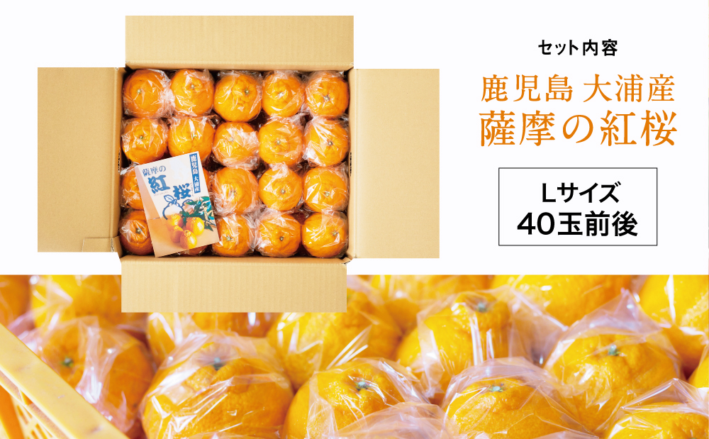 □【至高の熟成柑橘】「薩摩の紅桜（不知火）」Lサイズ 40玉前後