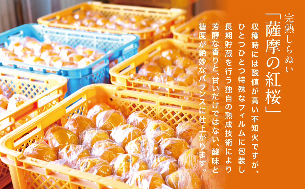 □【至高の熟成柑橘】「薩摩の紅桜（不知火）」Lサイズ 40玉前後