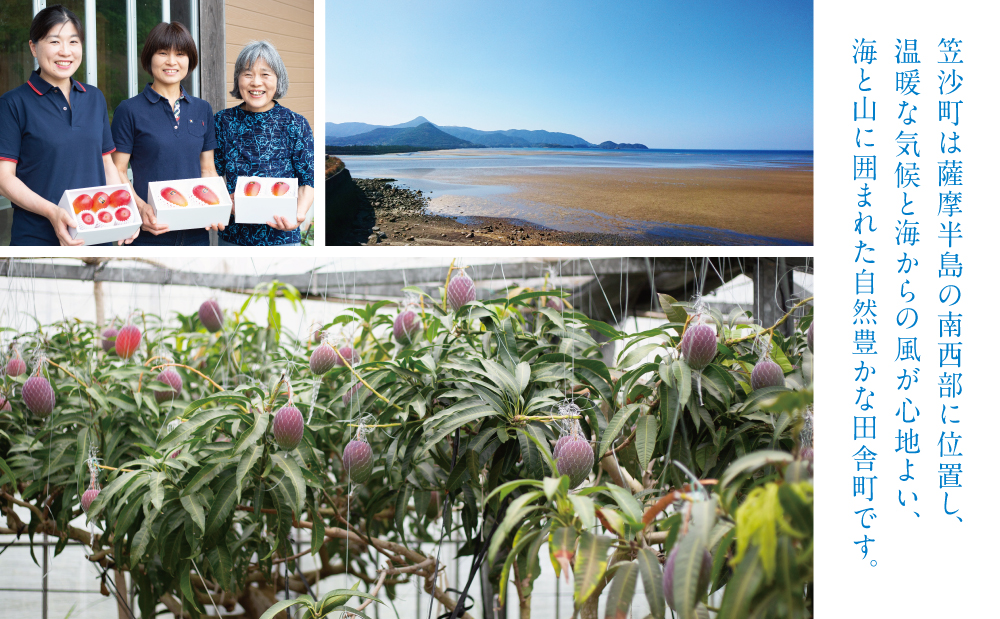 □【先行受付：2022年5～6月出荷開始】【鹿児島県産】完熟アップルマンゴー 700g以上（2～5玉）