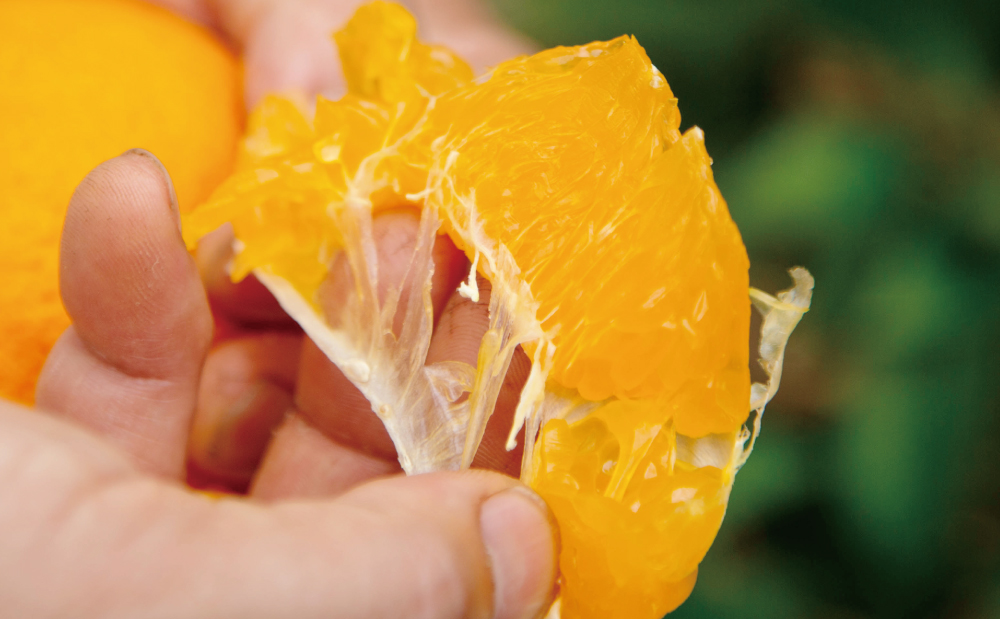□【長期熟成柑橘】蔵出し不知火（しらぬい） 2L～3Lサイズ 12玉前後