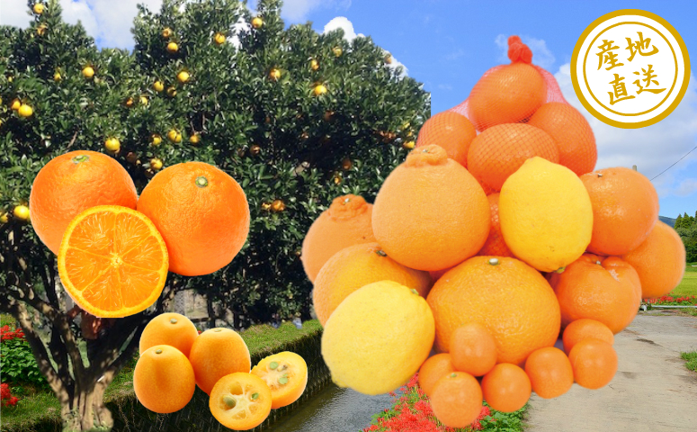 □◆12月上旬出荷開始◆【鹿児島県南さつま市産】旬の柑橘類詰め合わせ 1箱