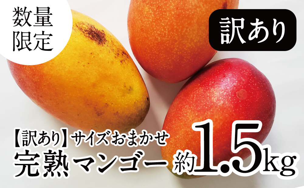 □【訳あり】完熟マンゴー サイズおまかせ約1.5kg