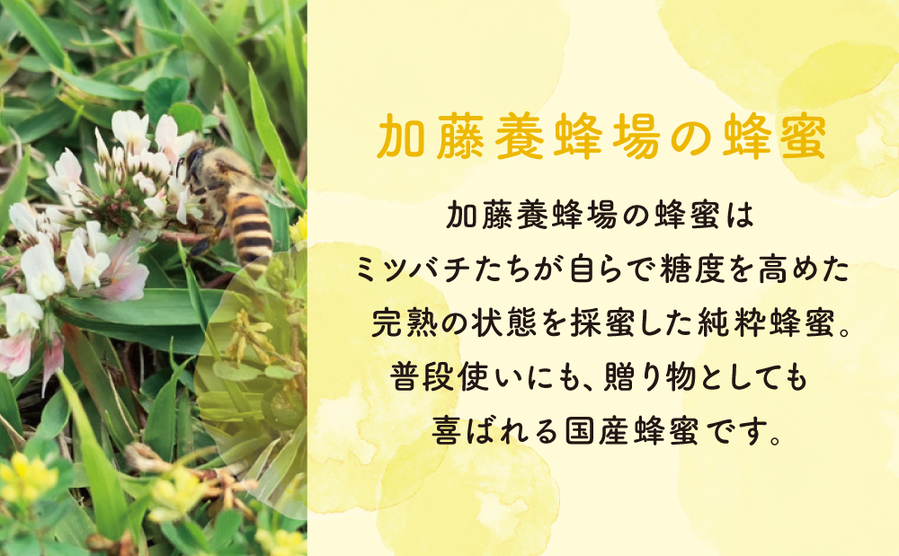 □【国産 純粋はちみつ】アカシア蜂蜜 1.2kg