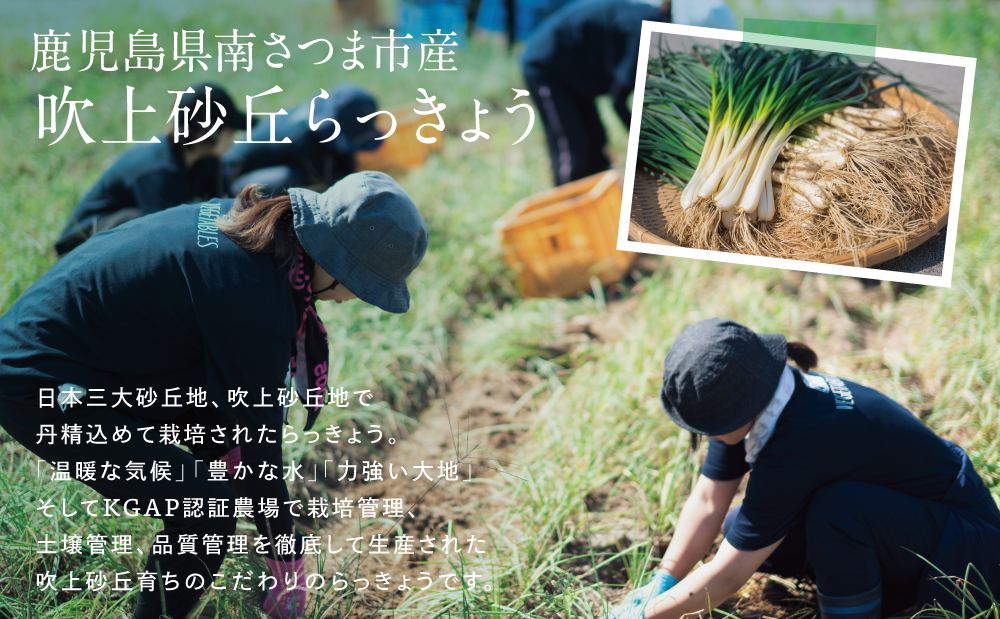 □【3～5月に発送】旬野菜！鹿児島県産 生食用 吹上砂丘らっきょう 約1kg（約100g×10袋）